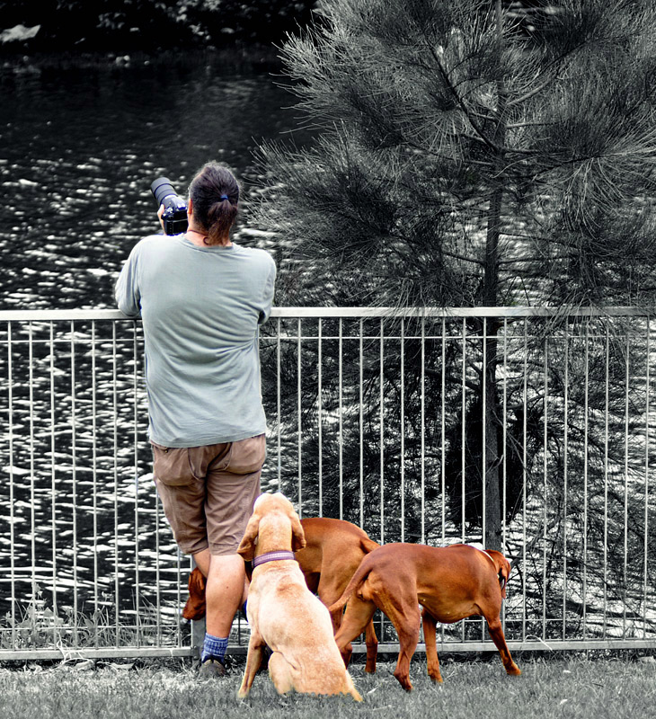 A & dogs