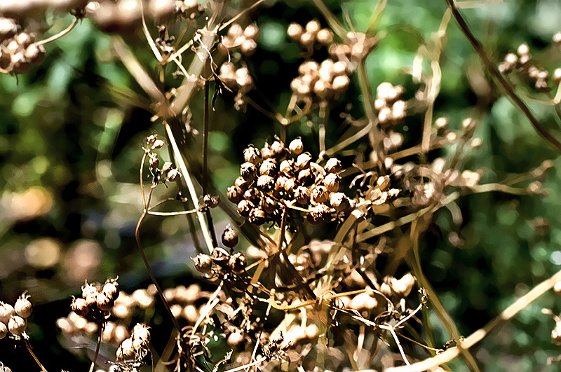 berries