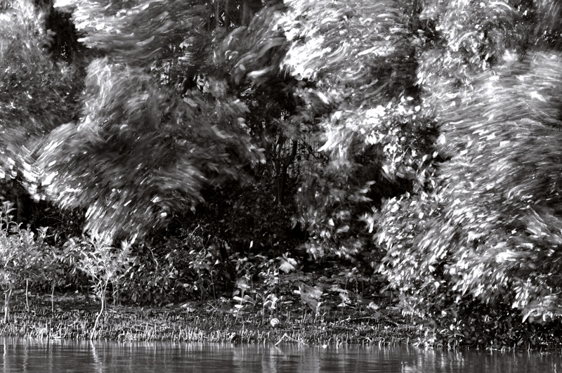 Mangrove in wind 