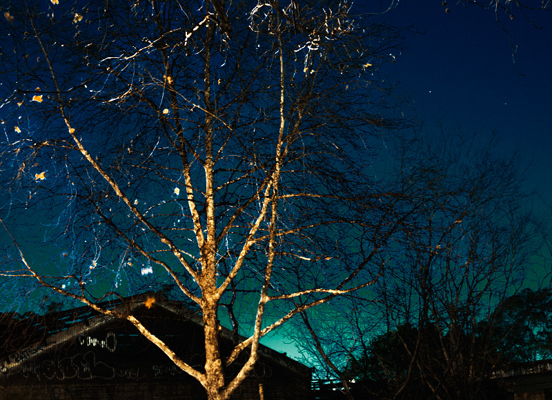 tree from yard