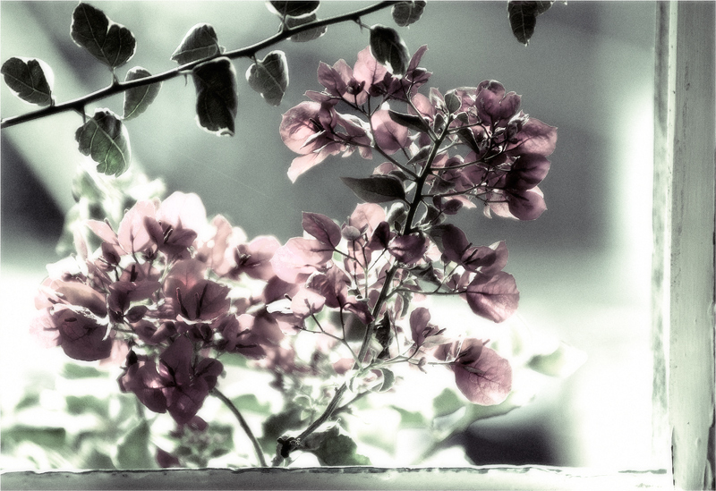 window flowers