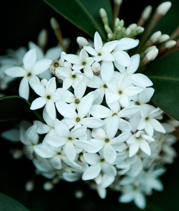 posie