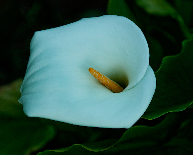 trumpet
