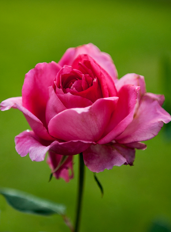 pinky rose