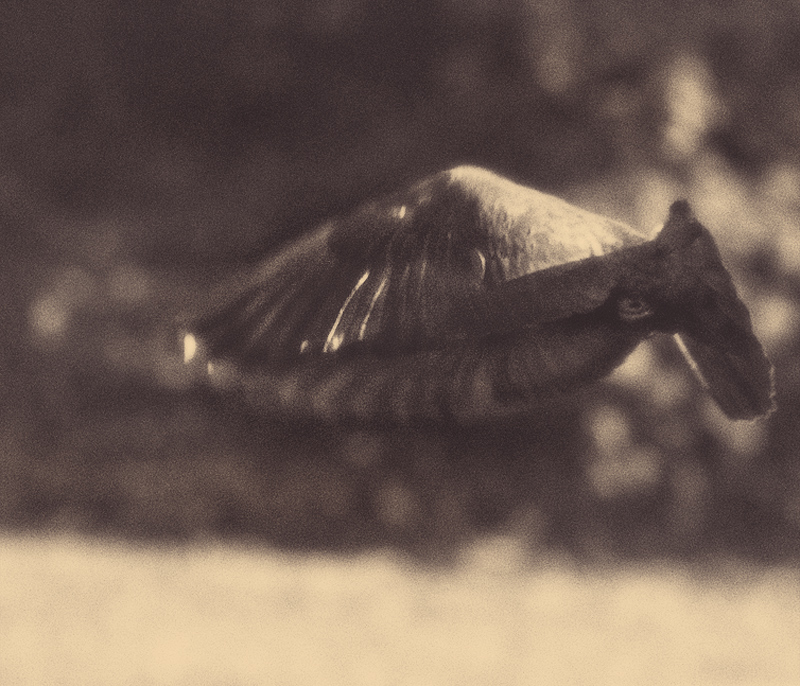 air clam