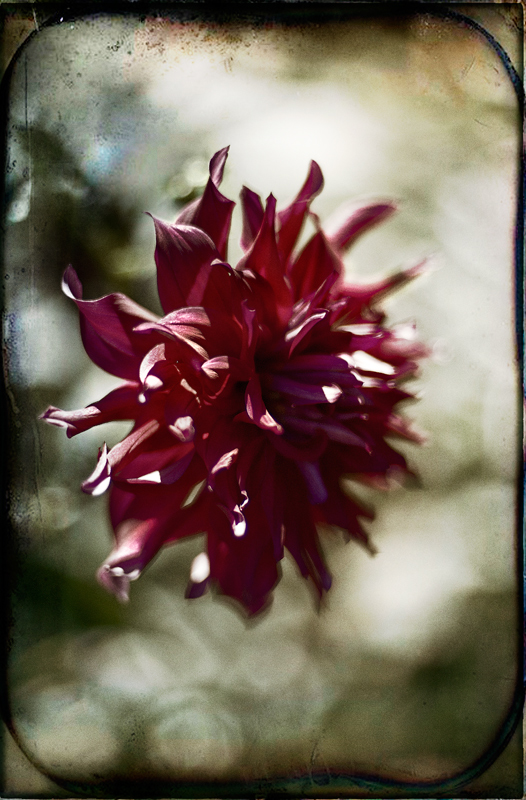 Collodian