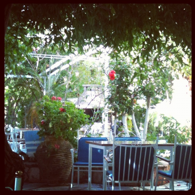 The garden