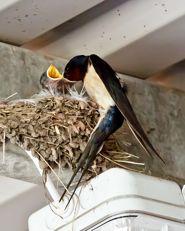 Swallow-Literally