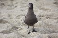 Gull1