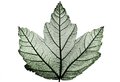Leaf