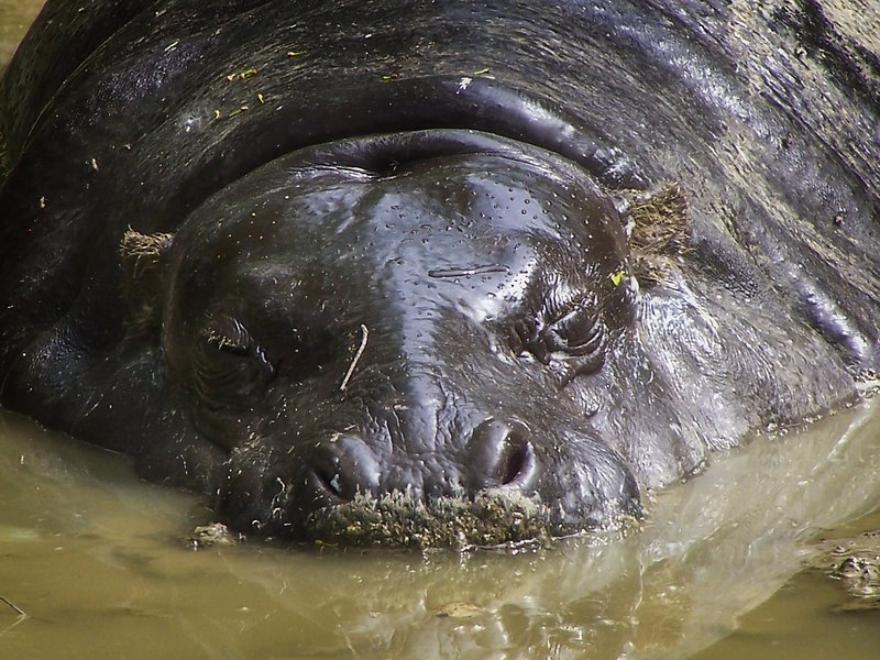 Hippo