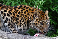Amur Leopard