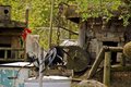 Rooster