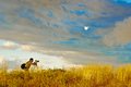 photographer