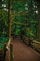 Cathedral Grove
