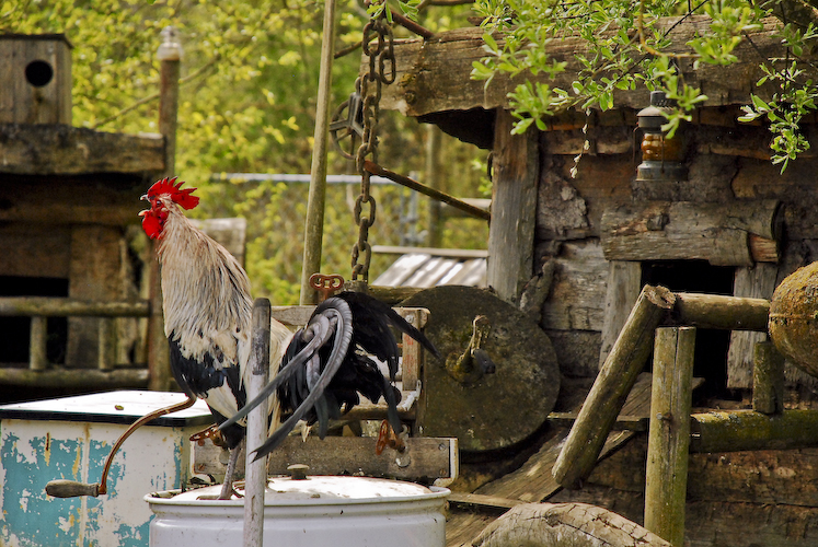 Rooster