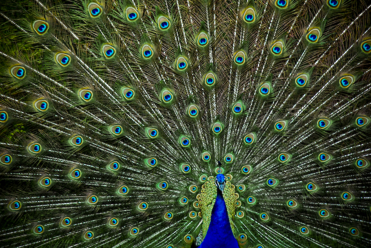 Peacock