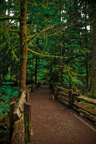Cathedral Grove