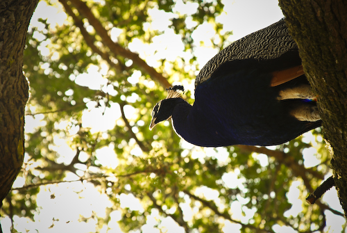Peacock