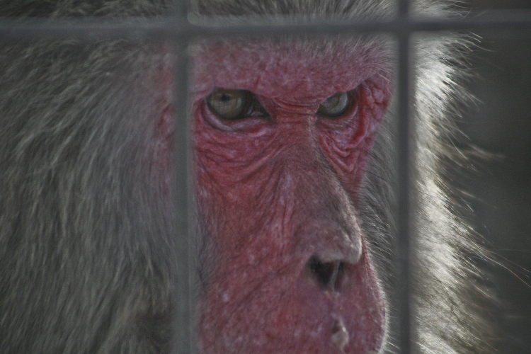 Monkey
