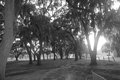 Spanish Moss