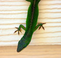 Gecko