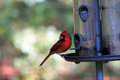 Cardinal