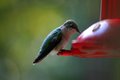 Hummingbird