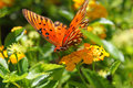 Gulf Fritillary