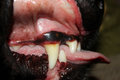 Dog Breath