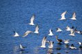 birdies