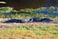 Gator1