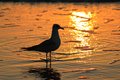 seagull