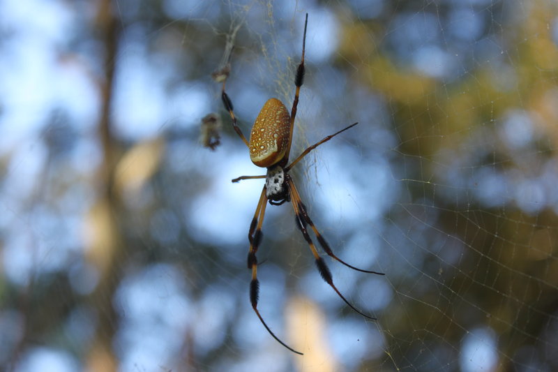 Spider