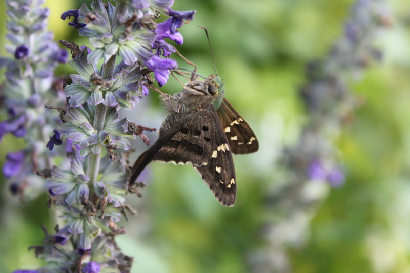 Butterfly2