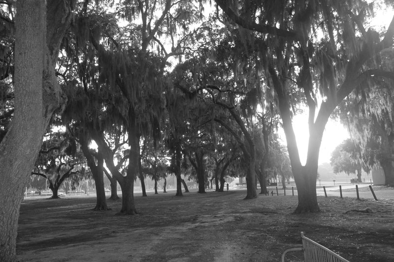 Spanish Moss