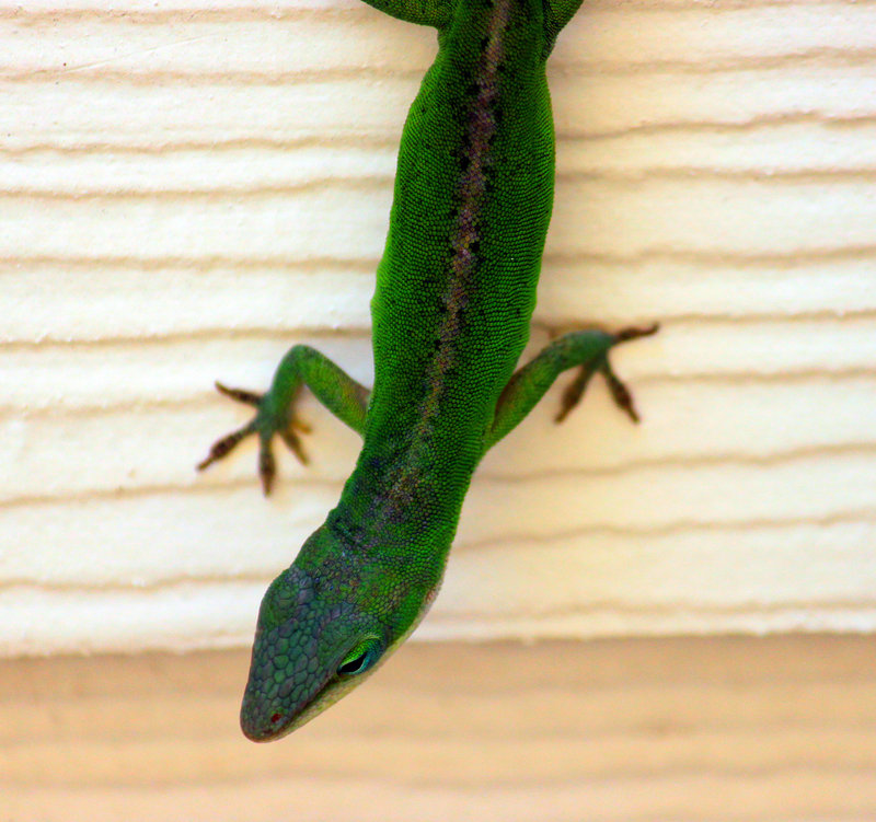 Gecko
