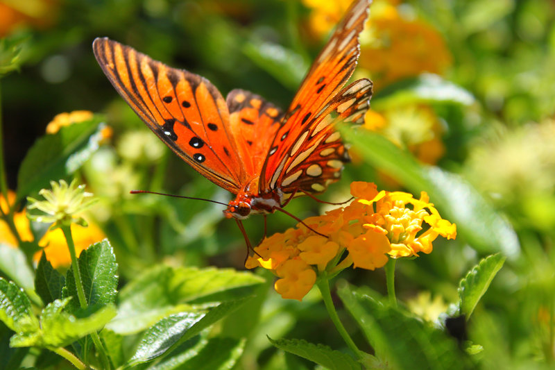 Gulf Fritillary