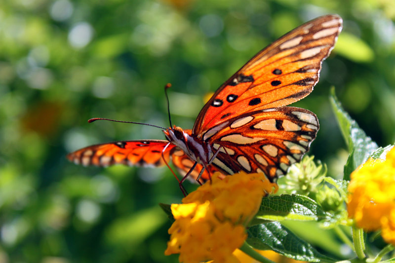 Gulf Fritillary