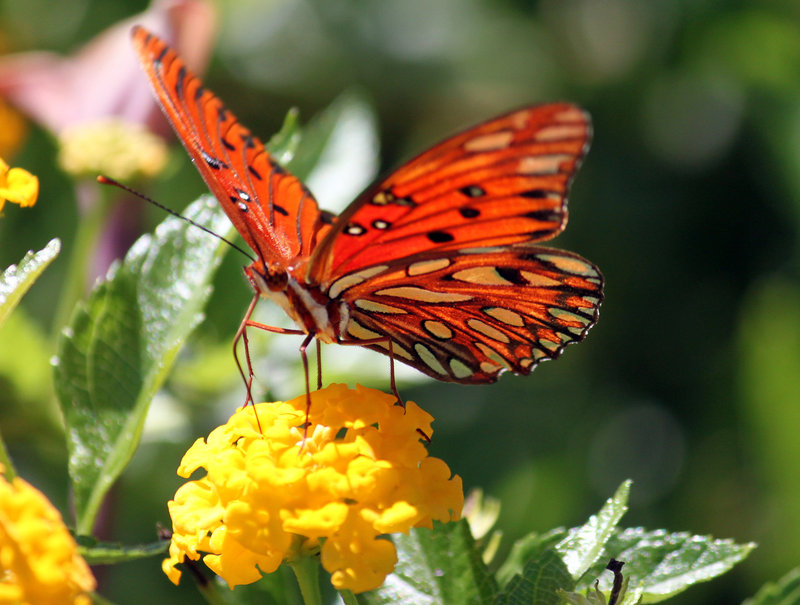 Gulf Fritillary