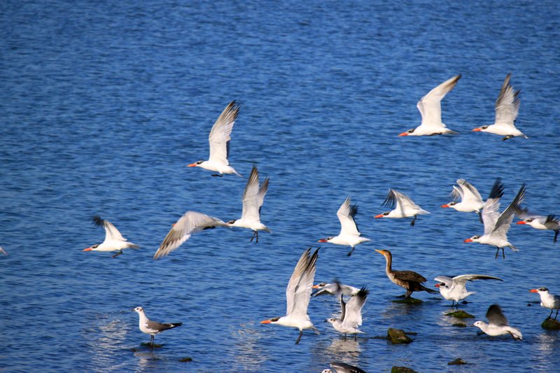 birdies