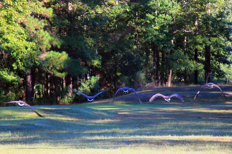 Geese