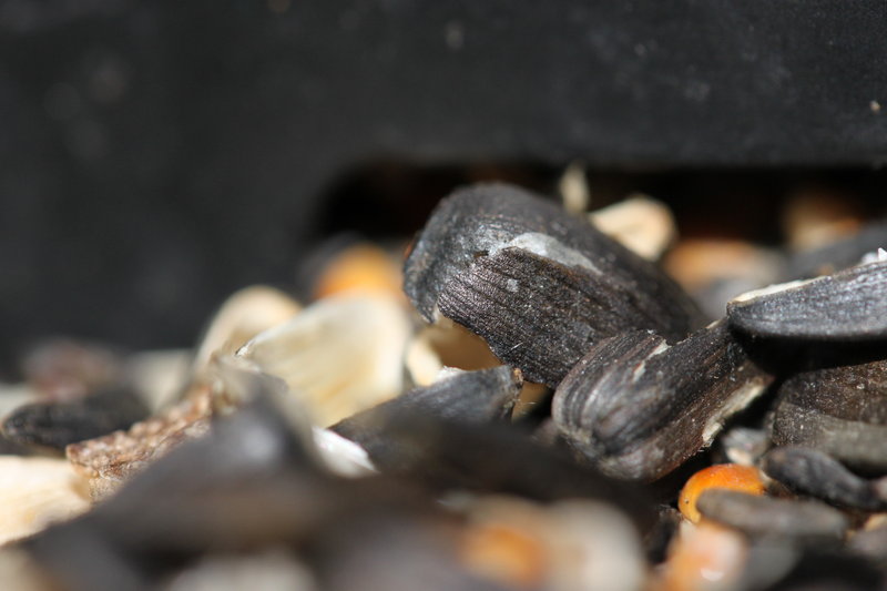 Bird Seed