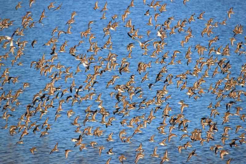 Flock of Birds