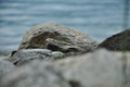 The Rock