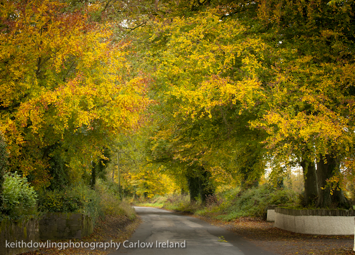 autumn road 1a