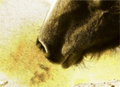 FuzzyNose2