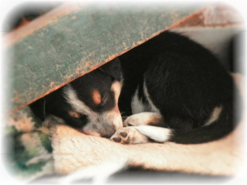 Little Dreamer