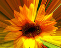The World According To The Sunflower