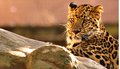 Feline Portrait